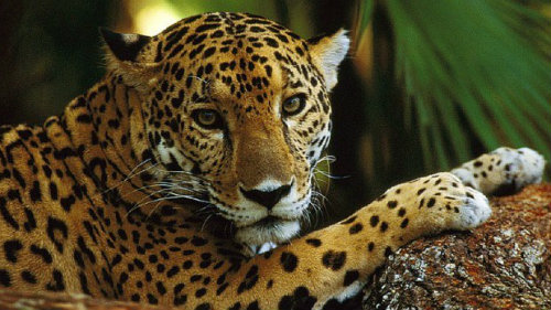 Jaguar 1