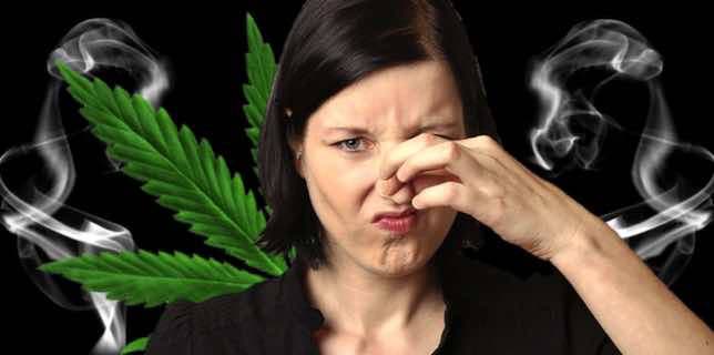 Olor marihuana