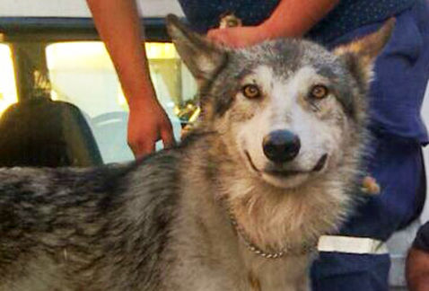Lobo mexicano encontrar morelos cuernavaca las deliciasl milenio noticias milima20170219 0173 11